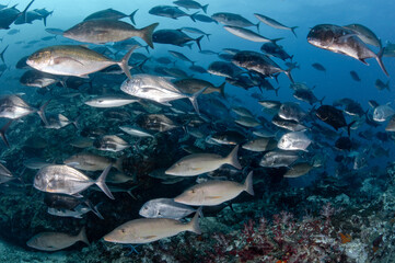 School of Jack fish and longnose emperor at Richelieu Rock, one of the best dive sites for scuba diving in Asia. Located in Andaman sea, Thailand.