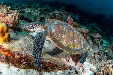 Green turtle (Chelonia mydas) on coral reef at Hin Daeng dive site in Andaman sea, Thailand. Endangered species and Marine life conservation. World Ocean Day concept