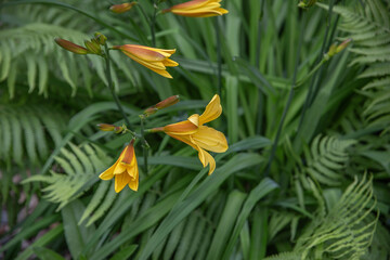 Yellow daylily flowers among green ferns and leaves