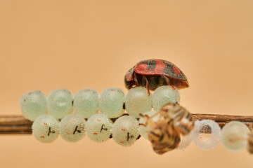 macro shot of newborn insects on eggs
