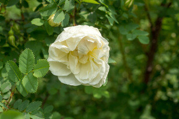 blooming white rose hips in summer