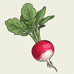 Vivid Radish Illustration Showcasing Fresh Organic Produce Vibrant and Natural