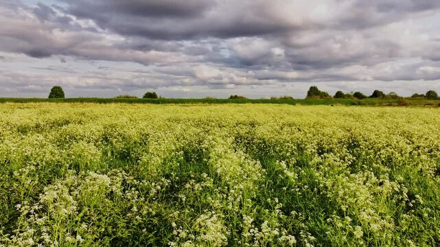 Forward drone, blooming wild chervil field, Latvia under dramatic sky at sunset