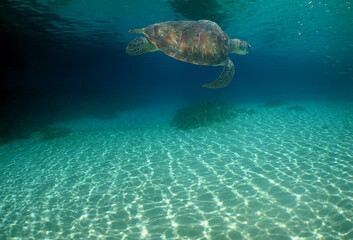 Green Sea Turtle Swimming in Caribbean Coral Reef