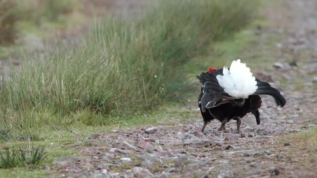 Two male black grouse displaying and fighting on their lekking grounds