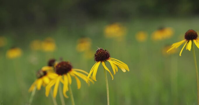 A honeybee visiting a patch of Ozark Yellow Coneflower in a sunny meadow at Ha Ha Tonka State Park in Missouri.