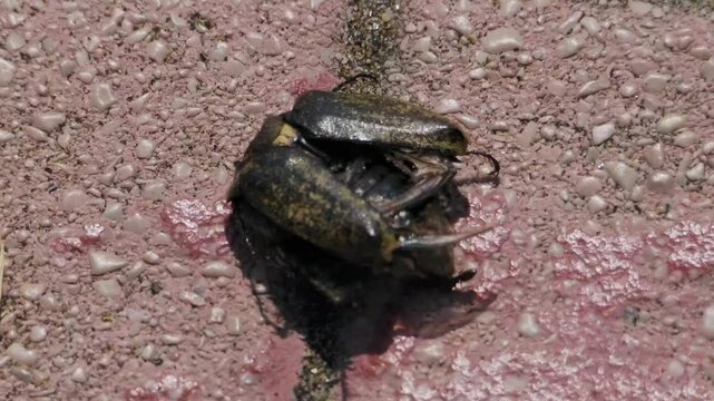 Dead beetle eaten by ants
