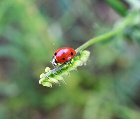 lady bug on plant in nature