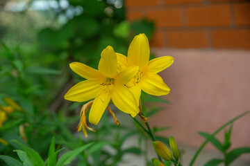 Bright yellow daylily flowers in a summer garden