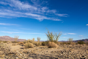 joshua tree national park