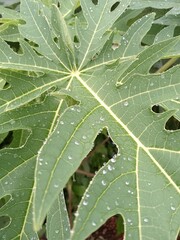 close up of green leaf