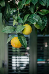 Fresh oranges hanging on a leafy branch