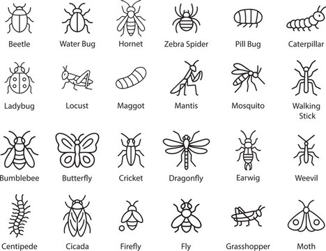 Insects Outline Icons Set, Vector Illustration