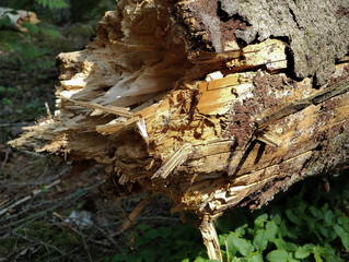 Close up of a fallen tree