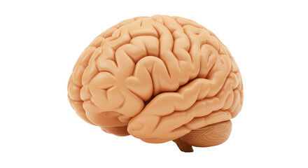 Isolated Human Brain