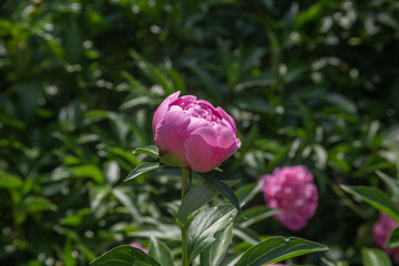 
Pink peony blooms in a sunny garden