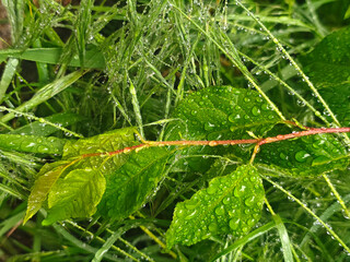 Green grass after rain. Water drops on green tree leaves early sunny morning. Beautiful green leaf with drops of water. Green young leaves after rain in transparent drops. 