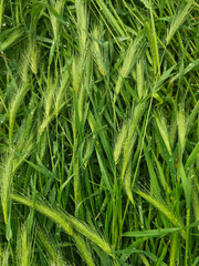 Water drops on green ears of wheat early in the sunny morning. Green grass after rain. Green young stems of wheat after rain in transparent drops. Drops hanging from leaves of grass.