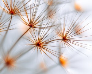 Closeup View Of Dandelion Seed Head