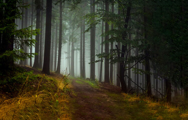 Fototapeta premium path in misty forest. Forest mist road