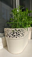 Fresh rosemary plant growing in a decorative white pot on a sunny windowsill. Concept of home gardening, herbal wellness and natural living