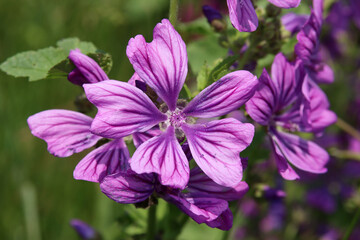 Malvenblüte © RRF
