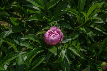 Single Pink Peony Bloom Surrounded by Lush Green Foliage
