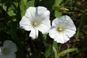 Blühende Ackerwinde