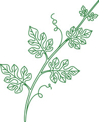  Minimalist Watermelon Vine Outline Illustration
