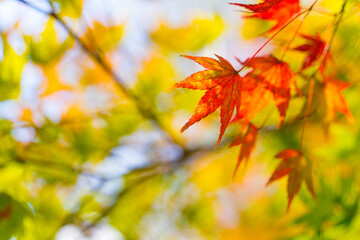 紅葉