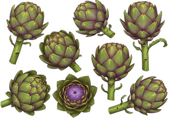 Colorful artichokes in various stages of growth, showcasing nature's beauty and detail