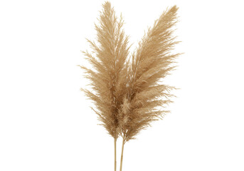 Fototapeta premium Elegant dried pampas grass arrangement in a minimalist setting, enhancing natural decor