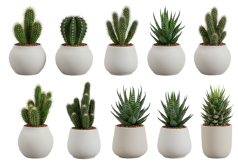 A collection of diverse potted cacti arranged in a neat grid on a white background