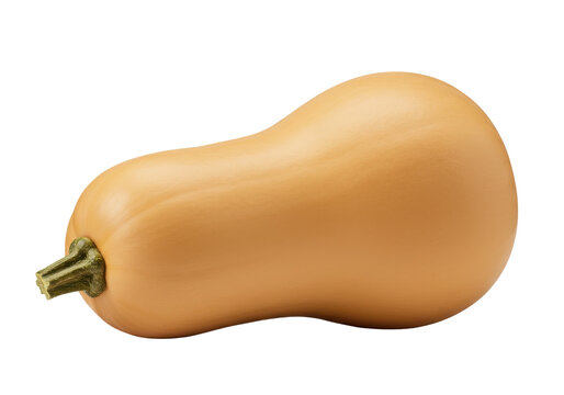 Fresh butternut squash on a white background, highlighting its smooth texture and shape