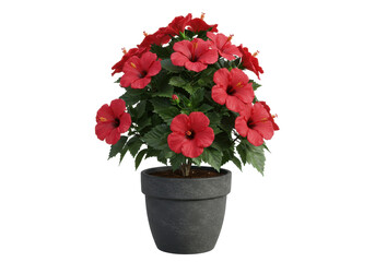 Fototapeta premium Vibrant red hibiscus plant in a black pot, showcasing lush foliage and flowers indoors