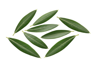 A collection of fresh green leaves arranged artistically on a white background, ideal for nature-themed projects