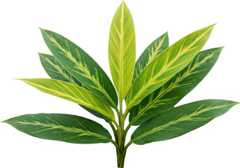 Fototapeta premium Lush green plant with vibrant leaves showcasing natural beauty and texture