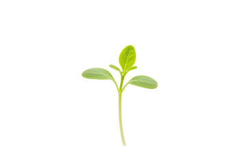 Obraz premium Young green plant sprouting from soil, symbolizing growth and renewal in nature