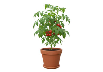 Vibrant tomato plant in a terracotta pot, showcasing ripe tomatoes against a neutral background