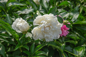 White peonies in full bloom against a backdrop of pink flowers and lush green bushes