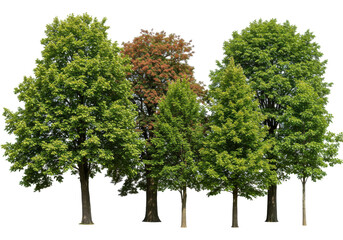 Obraz premium Lush green trees with a hint of autumn colors in a serene natural setting