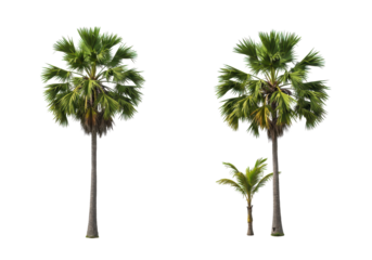 Two distinct palm trees showcasing lush green foliage against a clear sky background