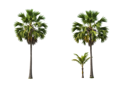 Two distinct palm trees showcasing lush green foliage against a clear sky background