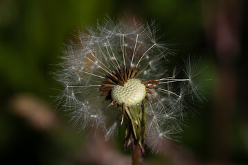 summer picture, summer mood, close-up of a broken dandelion head, deflated dandelion,