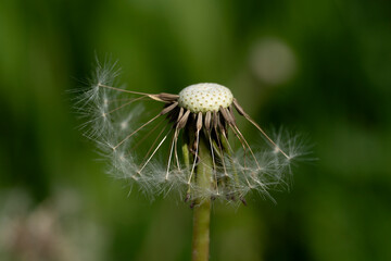 summer picture, summer mood, close-up of a broken dandelion head, deflated dandelion,