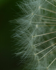 summer picture, summer mood, close-up of dandelion fluff, abstract white thin threads