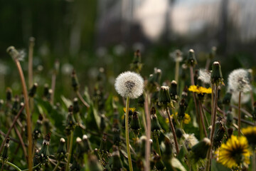 summer picture, a summer mood, a meadow of dandelions,a bunch of dandelions in a summer meadow