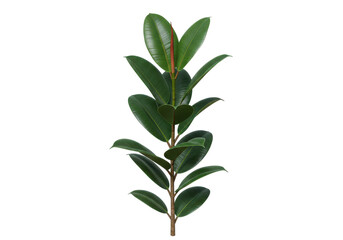 Fototapeta premium Lush green rubber plant stem with vibrant leaves against a clean background