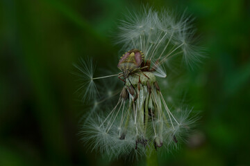 summer picture, summer mood, close-up of a dandelion and a bug sitting on it