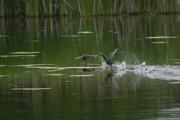 two coots on a pond